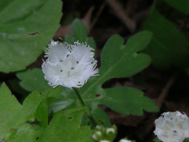 Phacelia fimbriata